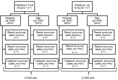 An Assessment of Climate Induced Increase in Soil Water Availability for Soil Bacterial Communities Exposed to Long-Term Differential Phosphorus Fertilization